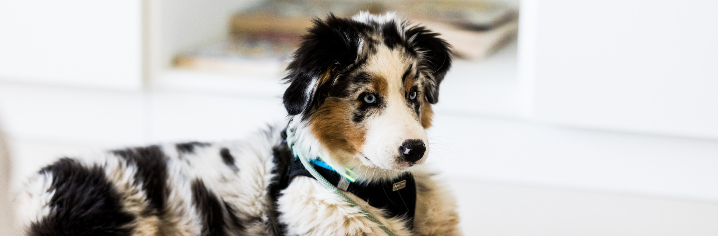 Chiens thérapeutiques : une nouvelle approche en pédopsychiatrie au CHL